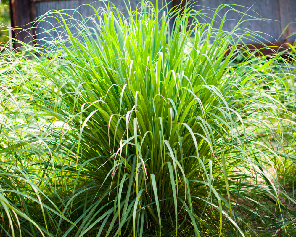 Lemongrass under cultivation